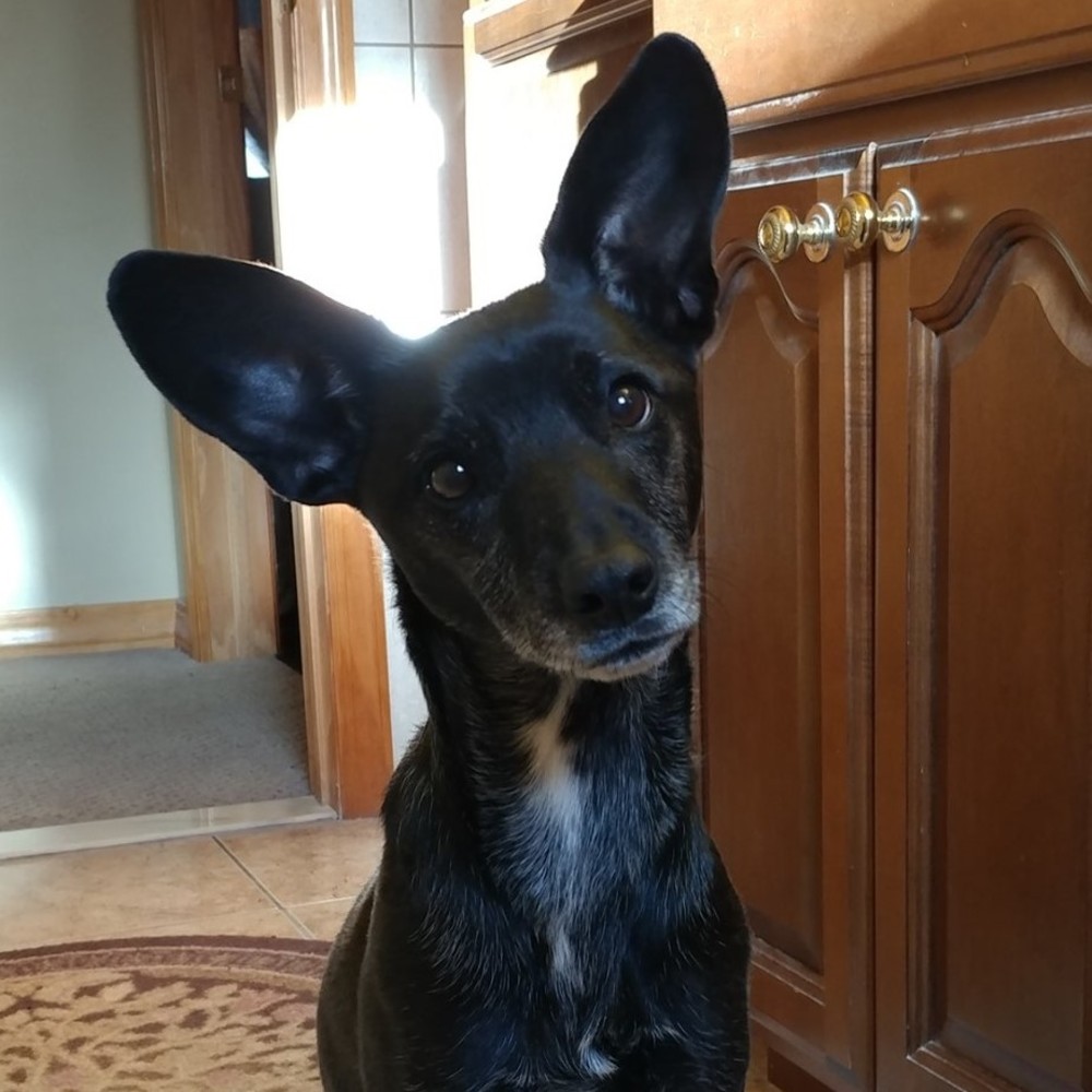 Meet your Posher, Sandy